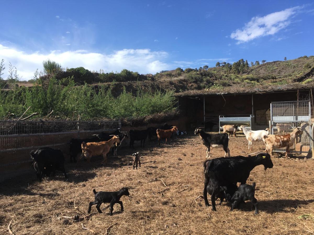 Casa Rural Los Santillos El Pinar  Екстер'єр фото